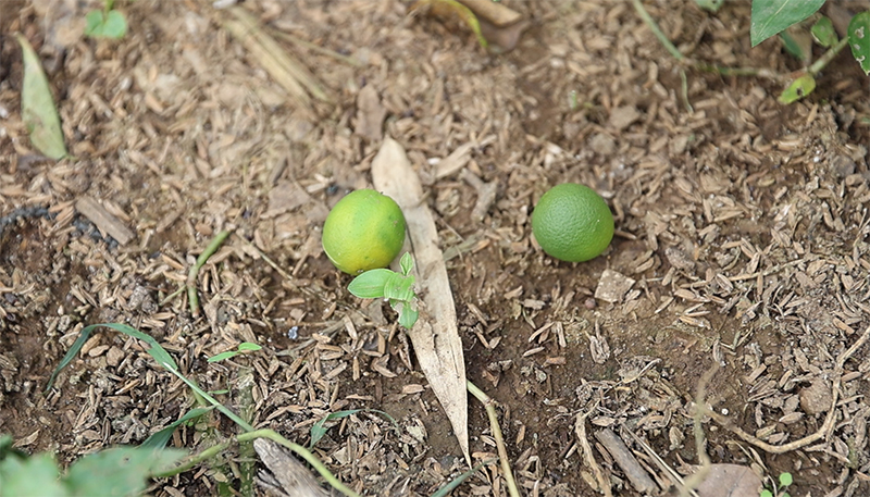 Cam canh rụng trái non giai đoạn 2